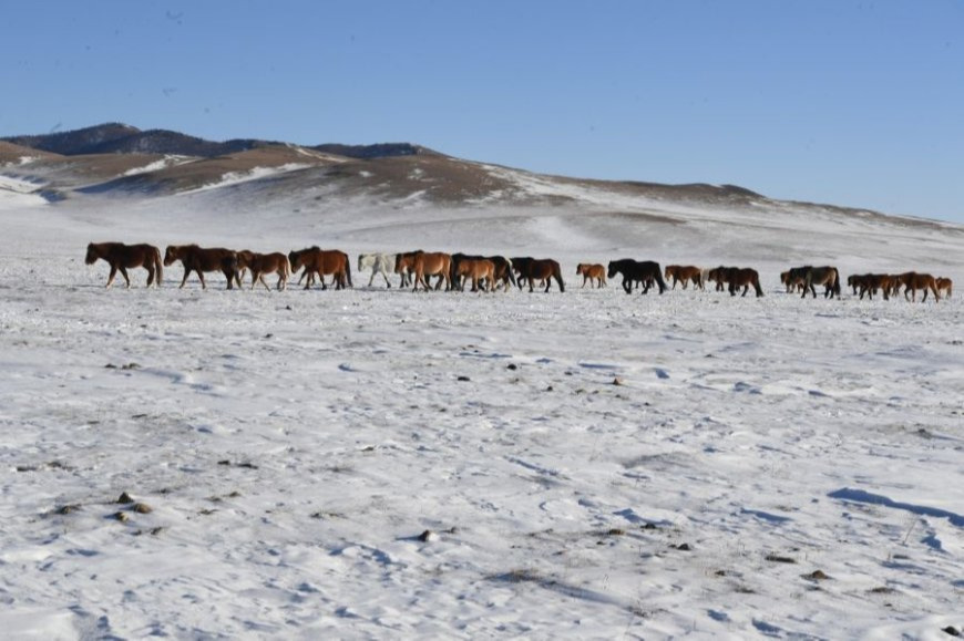 Нийт нутгийн 23 хувьд цастай байна